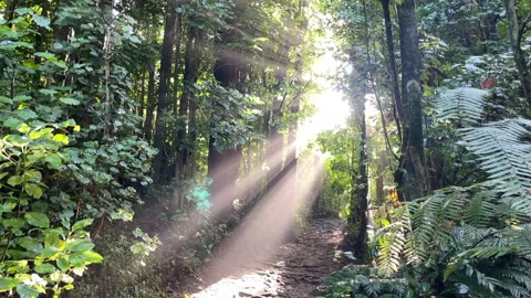 Beautiful rays of sun shining through a tree canopy Stock Footage 280160037