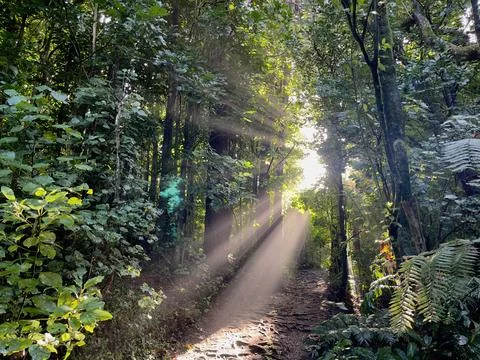 Beautiful rays of sun shining through a tree canopy Stock Photos