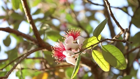 Beautiful rays of sunlight fall on the feijoa flower Stock Footage 313402694