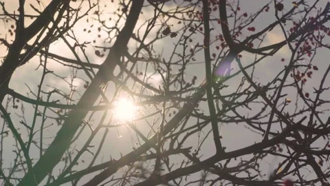 Beautiful rays of the sunshine through the trees without foliage. Stock Footage 172199447