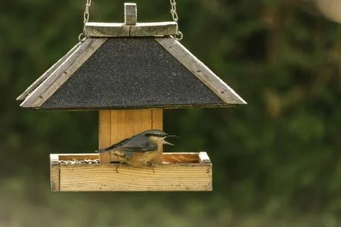 Beautiful Read-Breasted Nuthatch Calling At The Bird Feeder Stock Photos