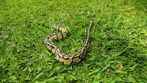 Beautiful real python loose in nature. Stock Footage 124510091