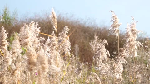 Beautiful Real Time View of Small Grass for Natural Healing Therapy Stock Footage 319640855