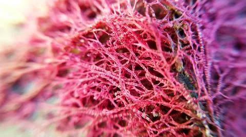 Beautiful red algae on the seashore. Stock Photos