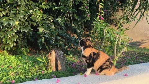Beautiful red and black cat near tropical plant tree look at the camera 動画素材 232575406