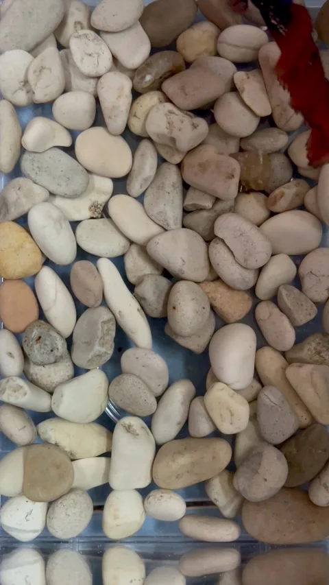 ​Beautiful Red and Blue Betta Fish Swimming Over White Pebbles Stock Footage 340082566