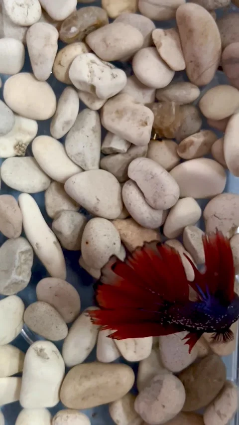 ​Beautiful Red and Blue Betta Fish Swimming Over White Pebbles Stock Footage 340082571