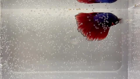 Beautiful Red and Blue Betta Fish Swimming in a Clear Tank Stock Footage 340260235