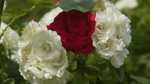Beautiful red and white roses Stock-Footage 201054363