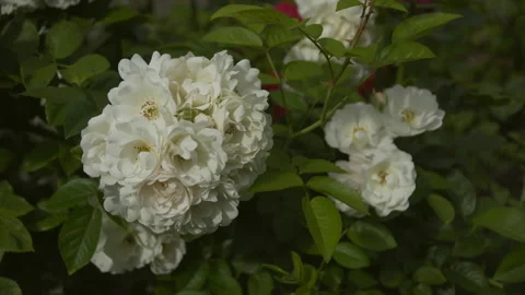 Beautiful red and white roses Stock Footage 201054440