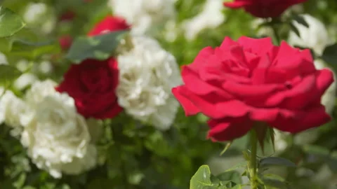 Beautiful red and white roses Stock Footage 201054539
