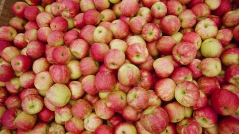 Beautiful red apples just picked from tree Video stock 307964671