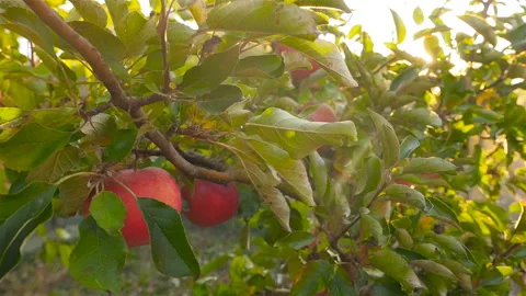 Beautiful red apples on a tree. The lights of a sun. Slow motion Stock Footage 97279356