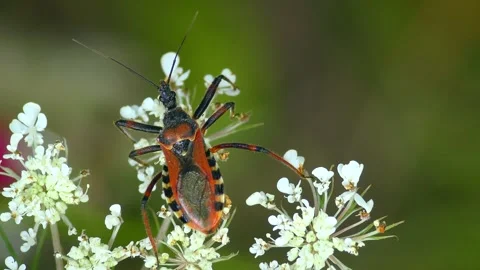 Beautiful Red Assassin Bug on white flower. Stock Footage 259622851