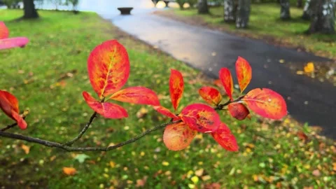 Beautiful red autumn trees on a branch against bright green grass and wet Stock Footage 253671927