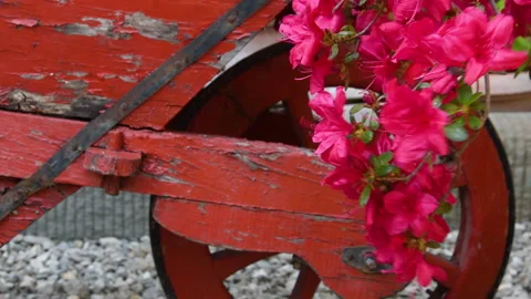 Beautiful red azaleas in bloom Video stock 153608208