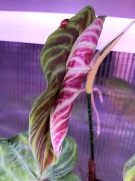 A beautiful red back leaf of Philodendron Verrucosum with a red ladybug Stock Photos