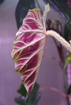 A beautiful red back leaf of Philodendron Verrucosum, a popular houseplant Stock Photos