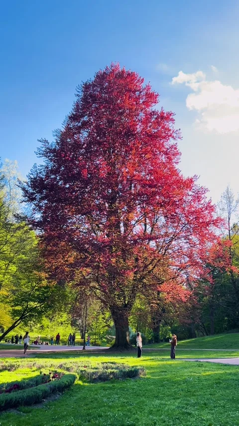 A beautiful red beech tree. Stock Footage 338239637