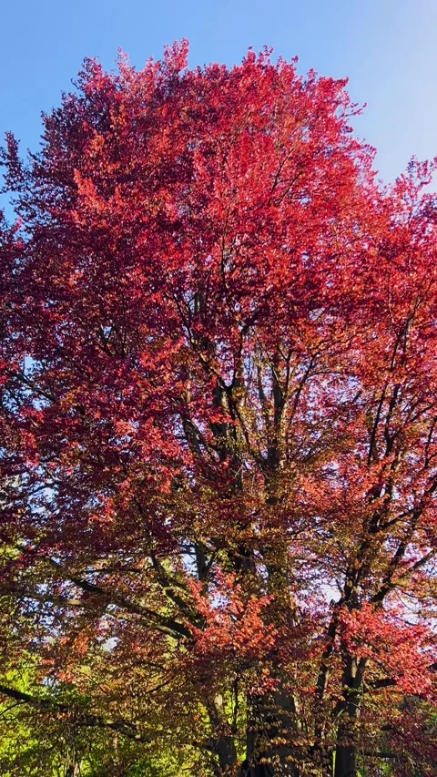 A beautiful red beech tree 動画素材 340208861