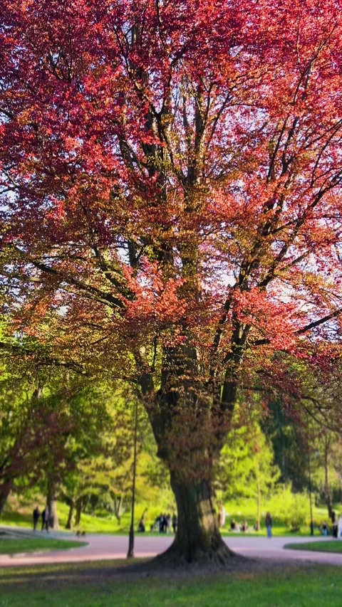A beautiful red beech tree Stockbeeldmateriaal 340208876