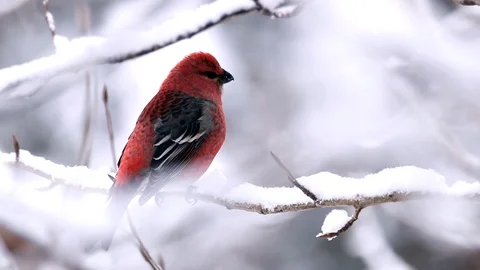 A beautiful red bird rests on a tree branch cover by snow. Filmed in Stock Footage 106261271