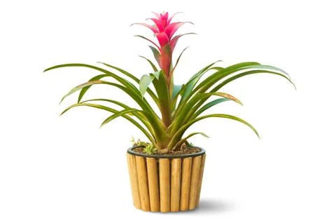 Beautiful Red Bromeliad in bamboo pot isolated on white background Stock Photos