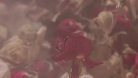 Beautiful red burning rose on a background of faded flowers as a symbol of Stock Footage 164469861