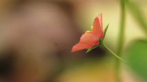Beautiful red buttercup Video stock 202886948
