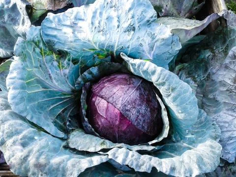 Beautiful red cabbage Stock Photos