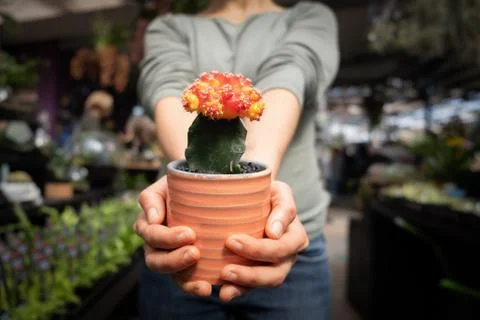 Beautiful red cactus Ruby Ball closeup on blurred background Stock Photos
