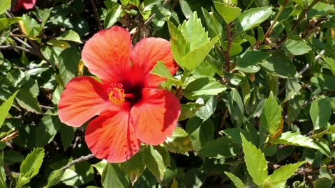 A beautiful red calyx up close with tracking shot. Stock Footage 138208616