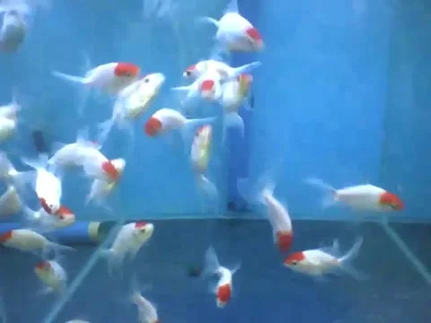 Beautiful red cap kingyo fish swimming in the aquarium store, they are fast! Stock Footage 166426325