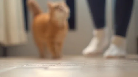 Beautiful red cat eats food from a bowl Video stock 101174692