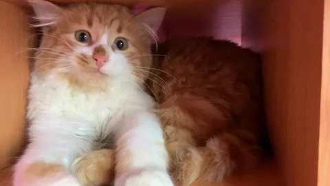 Beautiful red cat Stock Footage 103369979