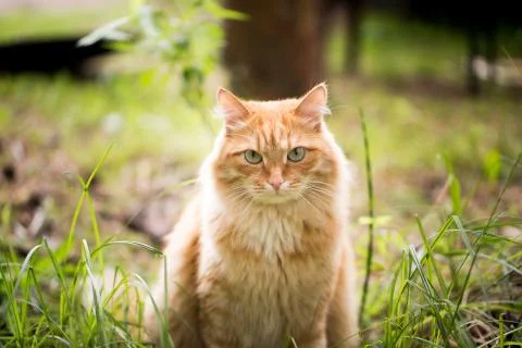 Beautiful red cat on the grass Stock Photos