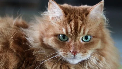 Beautiful red cat is looking at the camera. Stock-Footage 96147514