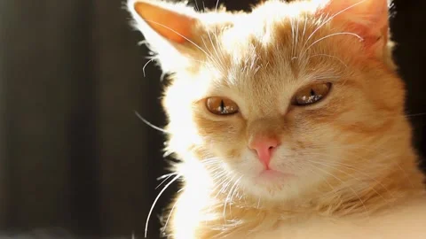 Beautiful red cat looking at the camera Stock Footage 220520851