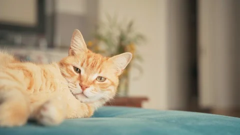 Beautiful red cat, lying and taking a nap on a blue sofa on a sunny day. Stock Footage 128036036
