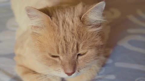 Beautiful red cat, lying and taking a nap on a sofa on a sunny day. Cozy indoor Stock Footage 135259952