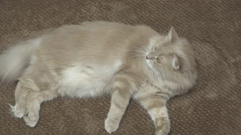 Beautiful red cat, lying and taking a nap on a sofa on a sunny day. Cozy indoor Stock Footage 156749526
