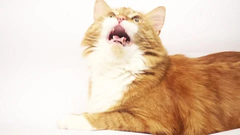 Beautiful red cat meows Stock Footage 100023903