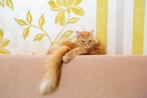 Beautiful red cat Stock Photos