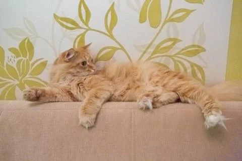 Beautiful red cat Stock Photos
