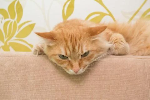 Beautiful red cat Stock Photos