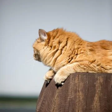 Beautiful red cat Stock Photos