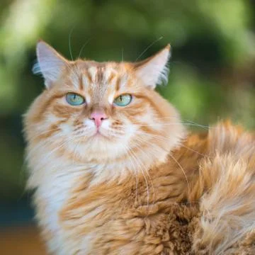 Beautiful red cat Stock Photos