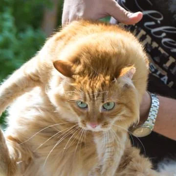 Beautiful red cat Stock Photos
