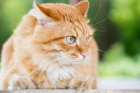 Beautiful red cat Stock Photos
