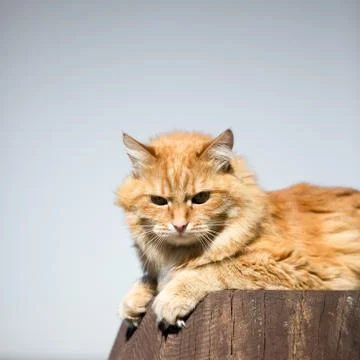 Beautiful red cat Stock Photos